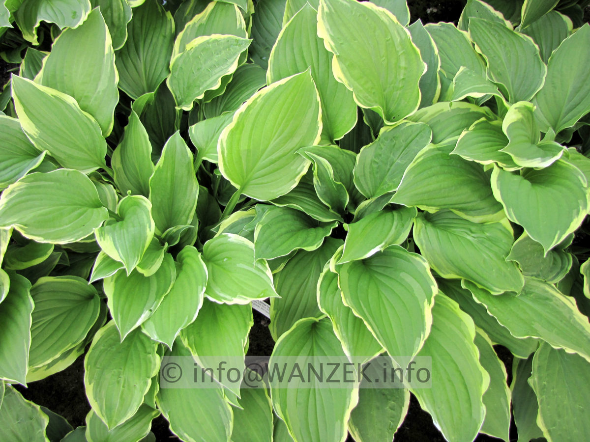 Hosta plantaginea Summer Fragrance 03.JPG